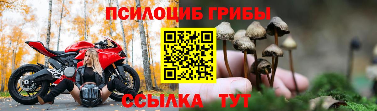 Псилоцибиновые грибы Psilocybe  купить   Галлюциногенные грибы ЛСД  Ахтубинск 